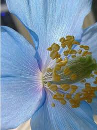 Pavot Bleu De L Himalaya Poppy Drawing Poppies Blue Poppy