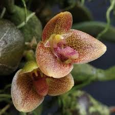 Image result for Bulbophyllum stolzii