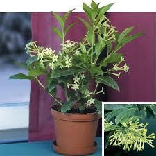 Image result for Cestrum nocturnum