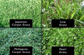 Different grasses have specific strengths and weaknesses that deliver amazing performance for cool and warm climates. Green With Envy How To Design An Epic Garden In Malaysia Qanvast