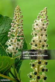 Image result for Phytolaccaceae