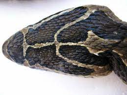Pin On Snakes