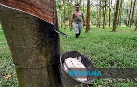 Di bawah adalah maklumat berkaitan tarikh, cara mohon dan semakan bmt 2020 risda untuk rujukan semua. Bernama Pergetah Harap Bantuan Musim Tengkujuh Diteruskan Dalam Bajet 2020