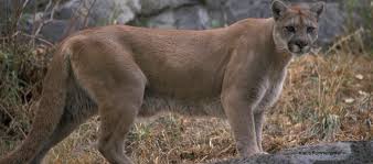 The cougar (puma concolor) is a large cat of the subfamily felinae. Trophy Hunting Of Cougars May Increase Cougar Human Conflict Study Finds Raincoast Conservation Foundation