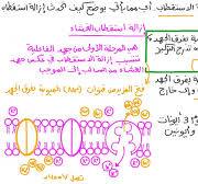 ‫تذكر حركة الأيونات عبر غشاء أثناء مرحلة إزالة الاستقطاب‬‎