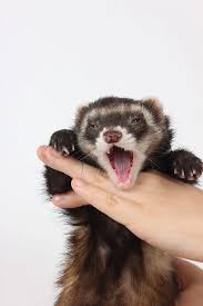 451 Cute Ferret Name Ideas – The Modern Ferret