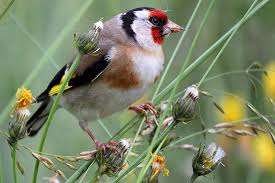Aktionen Und Projekte Nabu Vogel Des Jahres Vogel Im Garten Heimische Vogel