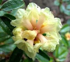Rhododendron Anthopogon Ssp Hypenanthum Essential Oils Essential Oils Aromatherapy Pure Essential Oils