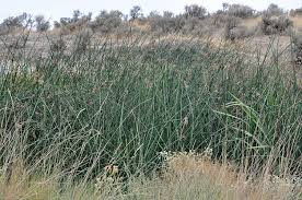 Image result for Schoenoplectus scirpoides