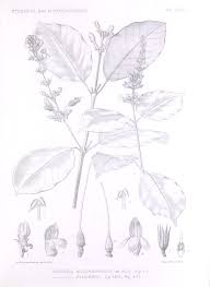 Image result for Justicia bolomboensis