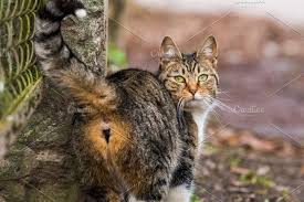 Tabby Cat Back Kitty Is Walking On Tabby Cat Cats Tabby