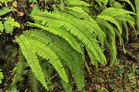 Image result for Polyporus pendulus