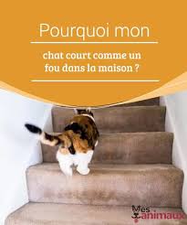 Pourquoi Mon Chat Court Comme Un Fou Dans La Maison My Animals Astuces Pour Chat Chat Comportement Chat
