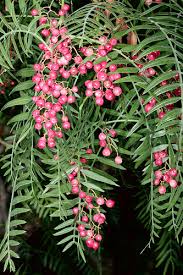 Image result for Schinus molle