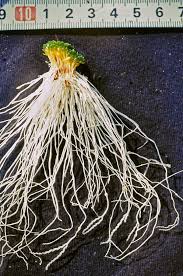 Image result for Genlisea margaretae