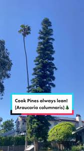 Image result for Araucaria columnaris