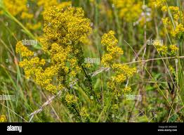 Image result for Galium chloroionanthum