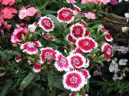 If you live in faridabad, then you should know that our online flower delivery in faridabad is live, and you can have access to it any time. Beautiful Flower Dp Davidchen235 Flickr