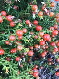 Image result for Chironia flexuosa