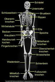 Suburbiatory Anatomie Lernen Deutsch Lernen Anatomie