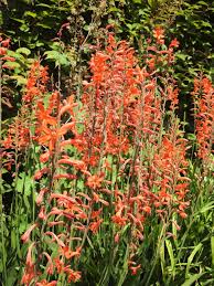 Image result for Hermannia floribunda