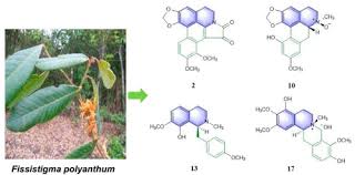 Image result for Lettowianthus stellatus