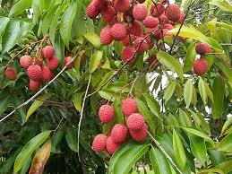 Germinating rambutan seeds and properly caring for the seedlings give the plant a healthy start. Lychee Vs Rambutan What S The Difference Ask Difference