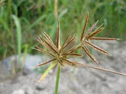 Image result for Cyperus longus