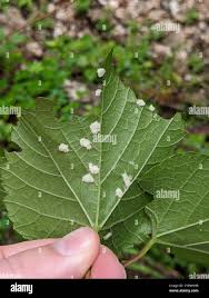 Image result for Colomerus vitis