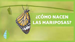 Como Nacen Las Mariposas Tipos Habitat Y Curiosidades Youtube