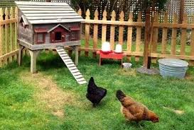 Avoir Des Poules Dans Son Jardin Avoir Des Poules Poulailler Poule