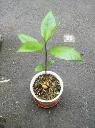 成長しすぎ 再生させたアボカドの栽培記録 観葉植物 ラクダの節約術