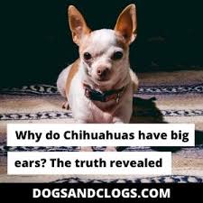 Popular breeds of dogs with big ears need extra attention to their ears as it is one of the prominent features they have to show off. Why Do Chihuahuas Have Big Ears The Truth Revealed