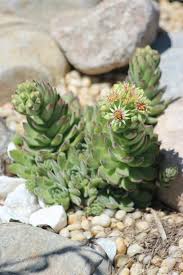 Maybe you would like to learn more about one of these? Succulent Plant Flower Green White Botany Succulent Plants Fat Plants Rock Garden Succulent Plant Pxfuel