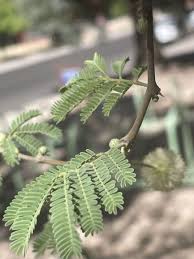 Image result for Acacia gerrardii