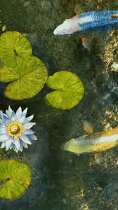 The oldest koi on record was it lived in a pond that was in a stable area (read low geologic activity) and was passed down from generation. Koipond Japanese Gardens Japanese Koi Wallpaper Koi Wallpaper Fish Koi Wallpaper Phone Koi Fish Background Koi Wallpaper Fish Wallpaper Iphone
