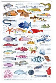 54 Studious Sea Fish Identification Chart