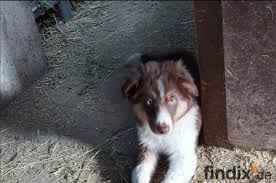 Maybe you would like to learn more about one of these? Beagle Und Beaglewelpen Abzugeben Findix De