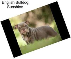 Our english bulldogs of some of the finest in the world including top lines. English Bulldog Puppies For Sale In West Virginia Agriseek Com