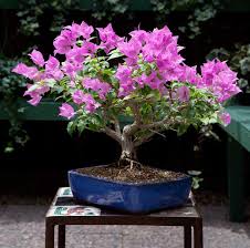 Indoor bonsai trees are typically subtropical species which thrive off of stable temperatures throughout the year. Cultivate A Bougainvillea Bonsai Phoenix Home Garden