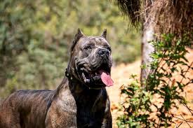 kopek dunyasi adli kullanicinin 2021 satilik cane corso fiyatlari panosundaki pin cane corso kopek bekci kopegi