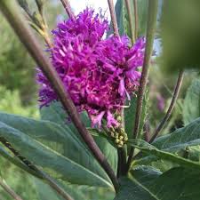 Image result for Vernonia undulata