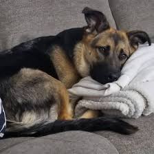 Heart broken from loosing our male. 8 Questions Answered About The German Shepherd Lab Mix K9 Web