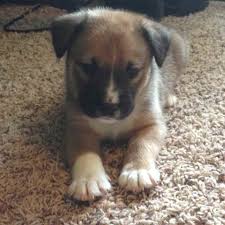 So you can expect the same of a labrador australian shepherd mix. Australian Shepherd Labrador Mix Puppies Petsidi