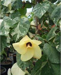 Image result for Hibiscus tiliaceus