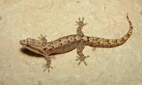 Installing lifeproof flooring in bathroom : How Do Geckos Determine Sex Gecko Time