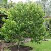 The difficulty in searching for a particular philippine plant is the multiplicity of common names that the plant may possess, often more than 10, sometimes as many. 1