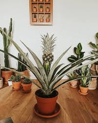 Oggi Abbiamo Ricevuto Un Regalo Speciale Una Pianta Di Ananas Grazie Infinite A Mio Fratello Waltertozzi90 Nel 2020 Piante Ricevimenti Regali Speciali