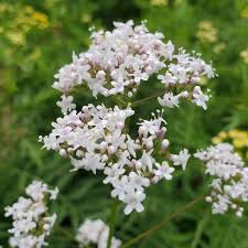 Image result for Valeriana