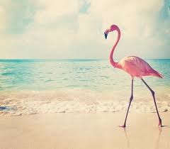 Flamant Rose Fond D Ecran Flamant Flamant Rose Flaman Rose